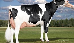 Plethora of Leeds sons dominate AHDB genomic rankings 